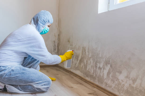 Licensed Mold Remediation service in Wake, VA - Car Mold Remediation